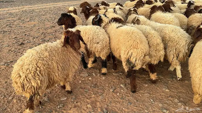 85 ذبايح نعيم طيبة ونظيفة 5