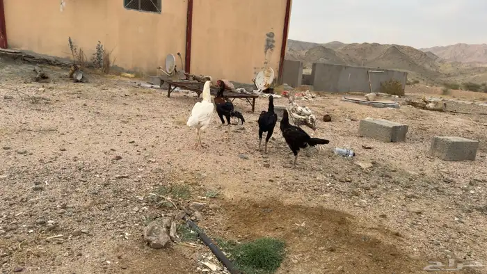 دجاج باكستاني 6