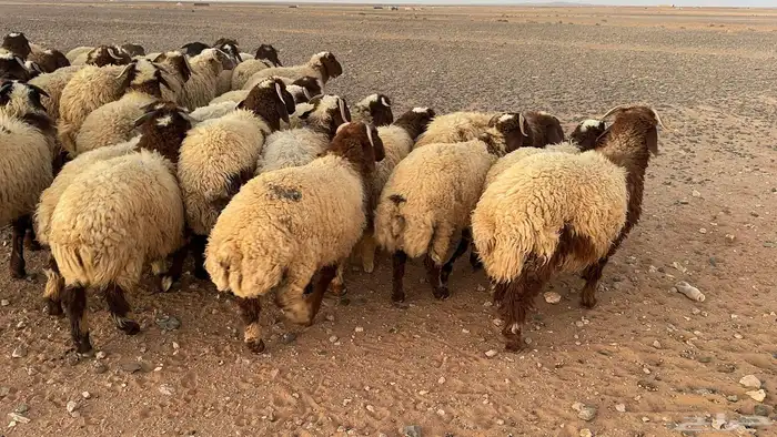 85 ذبايح نعيم طيبة ونظيفة 3