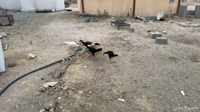 دجاج باكستاني 2