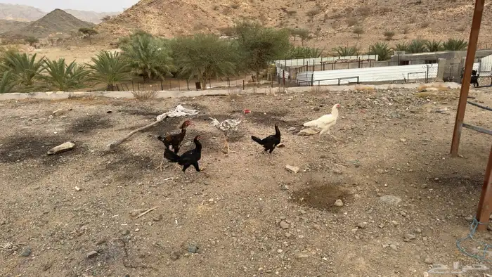 دجاج باكستاني 4