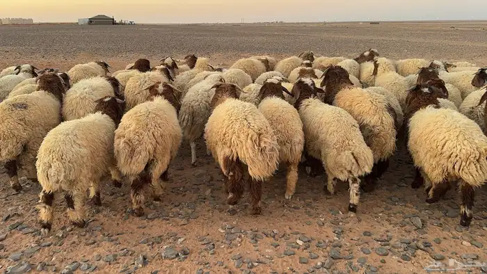 85 ذبايح نعيم طيبة ونظيفة 7