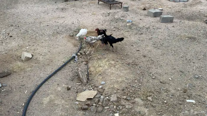 دجاج باكستاني 1