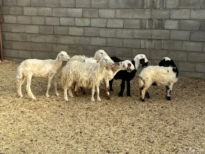 باقي اربع رخال بلديه 3