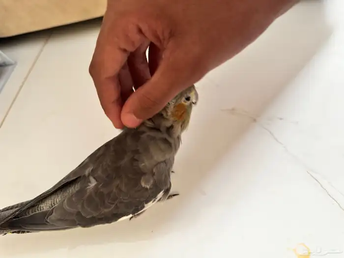 عصفور كروان 3