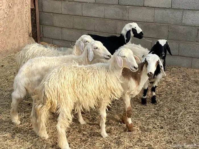 باقي اربع رخال بلديه 1