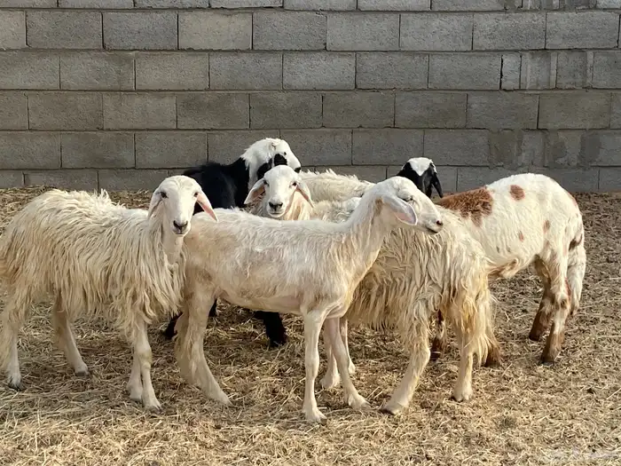 باقي اربع رخال بلديه 0