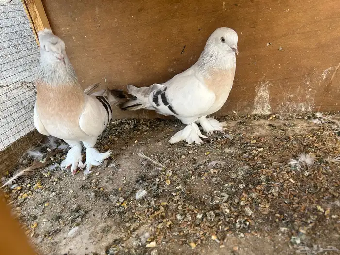 ثلاث اجواز حمام تركي للبيع 1