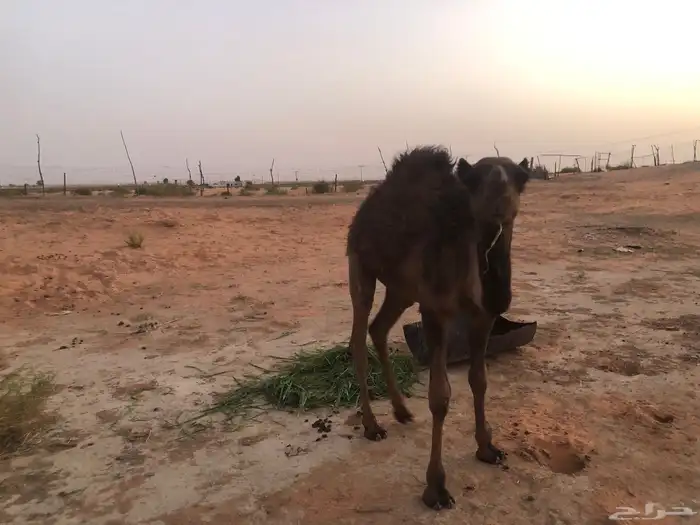 قعود حاشي 2