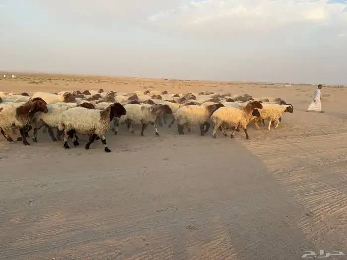 للبيع غنم نعيم صنف 1