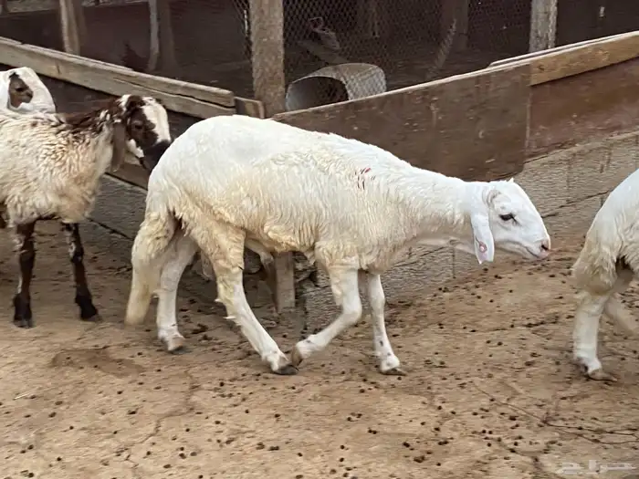 ذبايح حري تيوس وسواكن 9