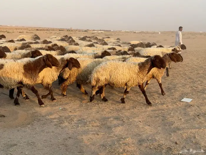 للبيع غنم نعيم صنف 0