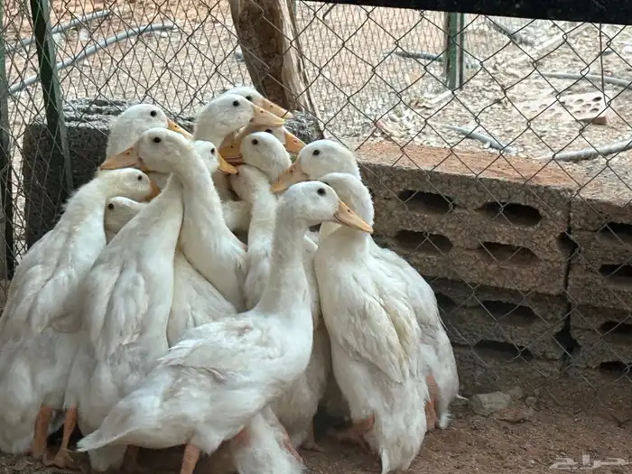 بط بكيني 2