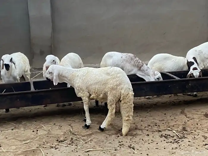 سواكن فل شحم ولحم تربية 3