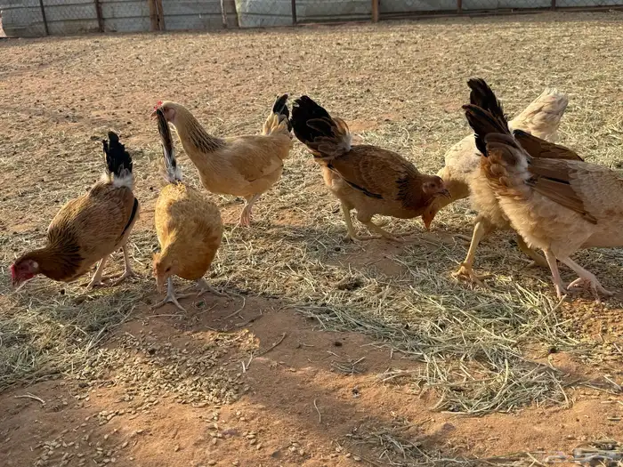 البيع دجاج بلدي في الخرج 7