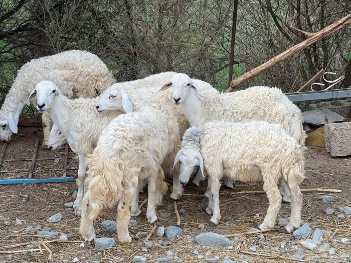 خرفان حري ذكور 0