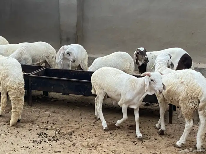 سواكن بهم للبيع 7