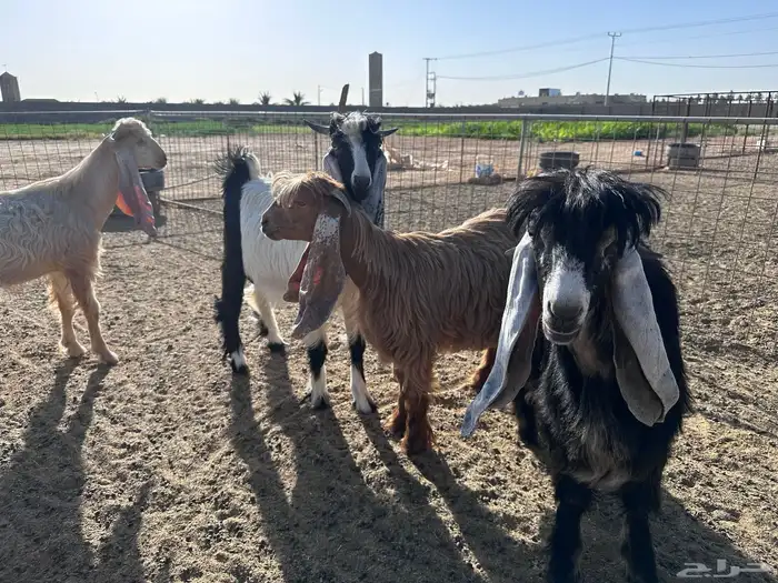 تيوس عوارض وجفرة- تم البيع 4