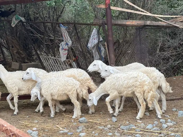خرفان حري ذكور 1