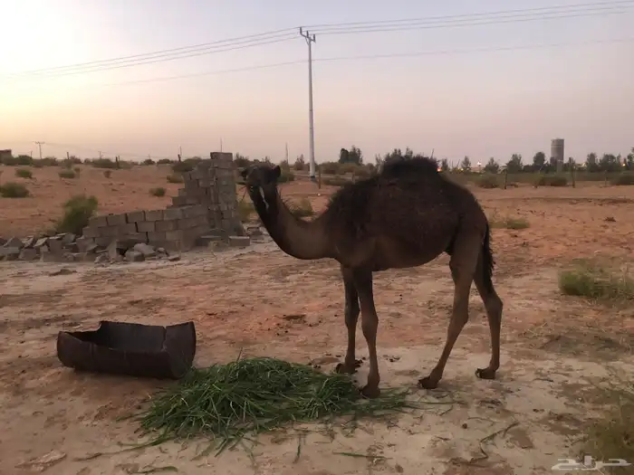 قعود حاشي 0