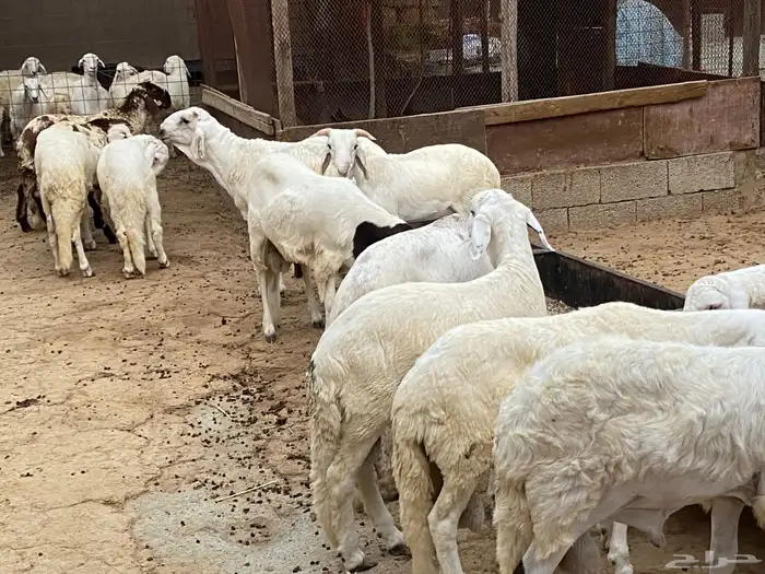 سواكن بهم للبيع 5