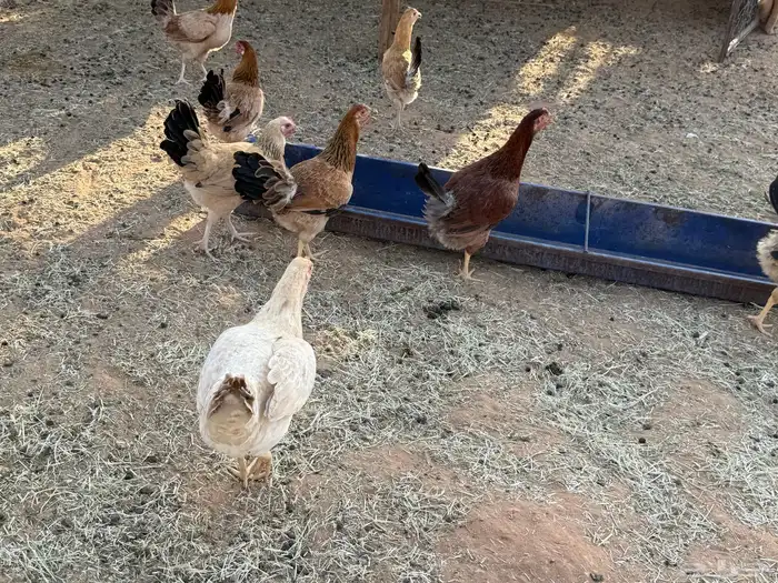 البيع دجاج بلدي في الخرج 2