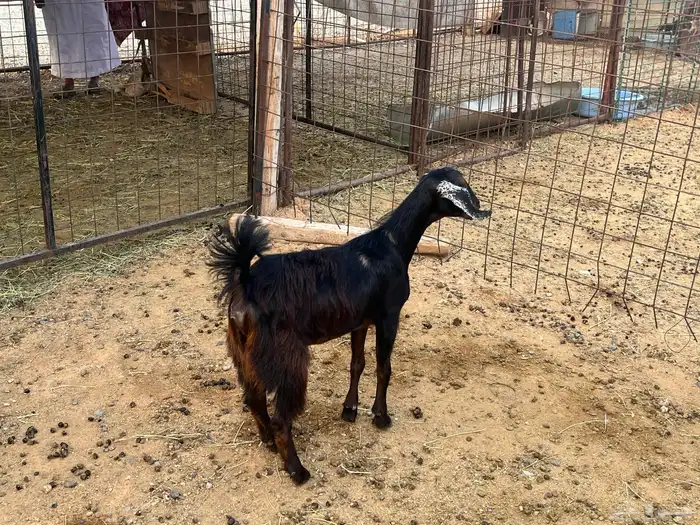 جفره بلدي شرط 1