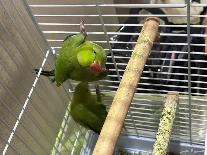 ببغاء   دره هندي للبيع 0