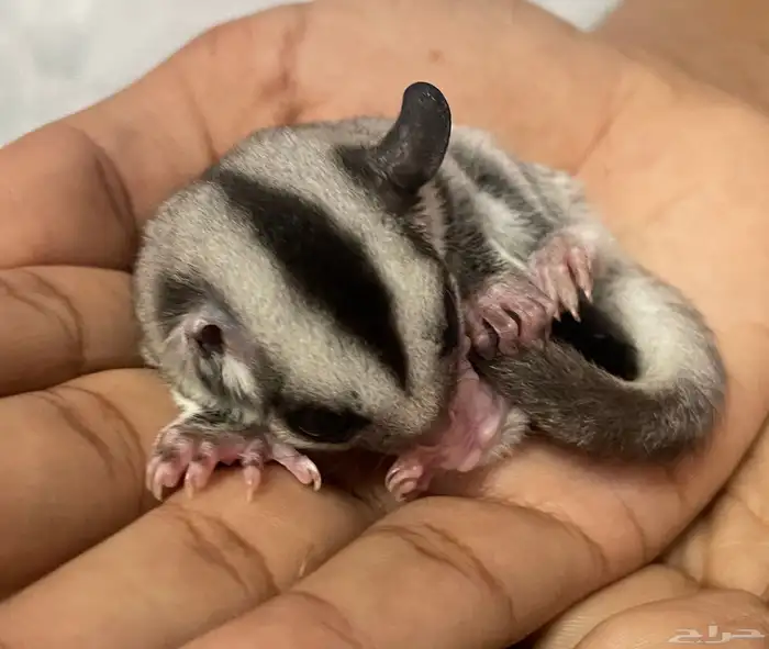 سنجاب طائر 0
