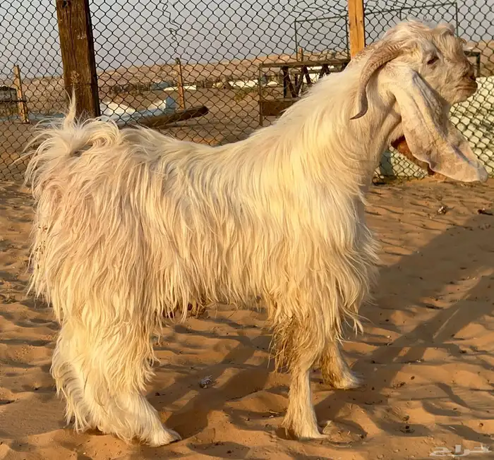 للبيع تيس عارضي ابيض صنف الصنف 0