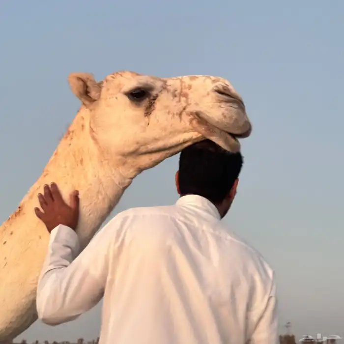 ثلاث عشاير ولقحه 1