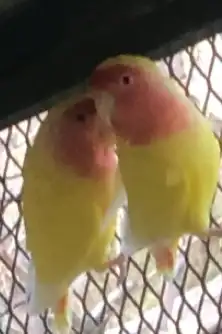 جوزين روز رد فيس 6