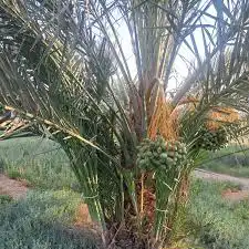 فروخ نخيل 0