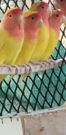 جوزين روز رد فيس 5