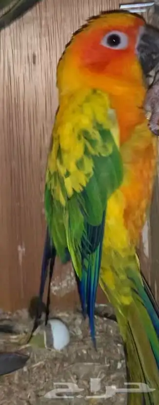 جوز صن كنيور 0