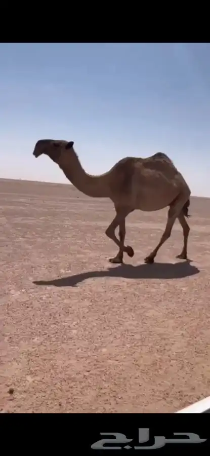 للبيع لقحه صفرا كفو 0