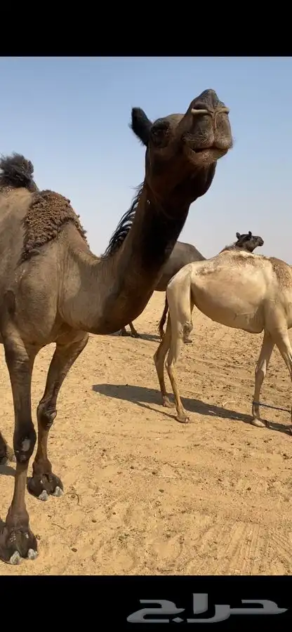 ناقة 0
