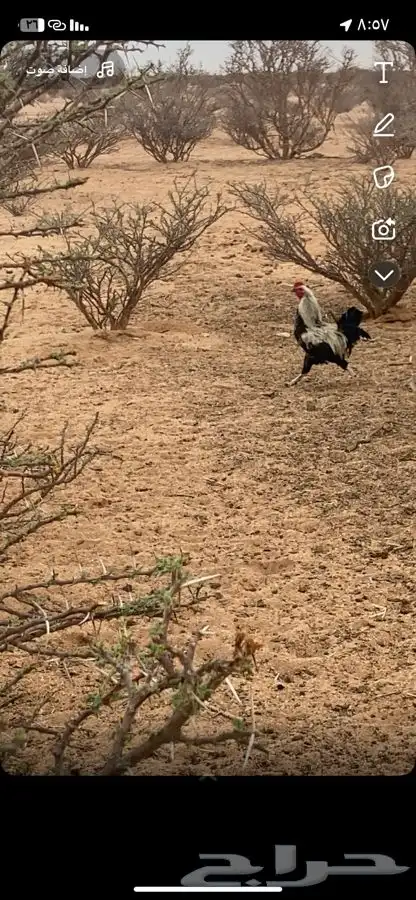 ديك عربي لبيع الموقع عشيره شمال الطائف عل ا 2