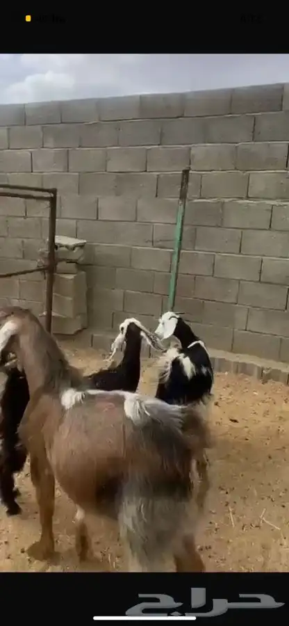 تيس فحل رباع وعناقين دفع 2