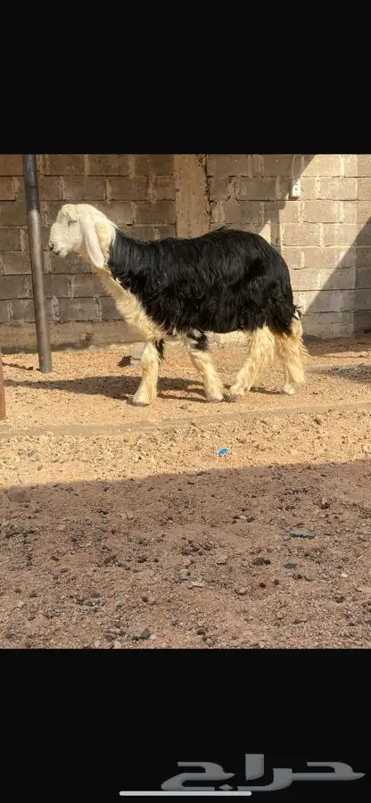 ذبايح بريه 2
