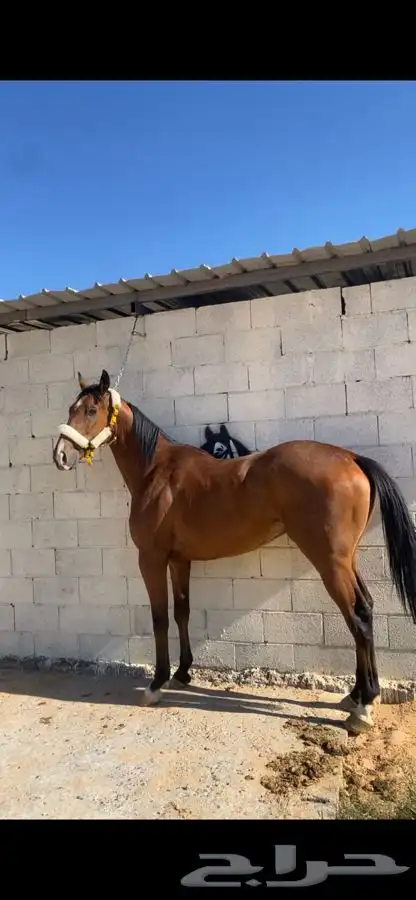 احصان انتاج بطل وجاهز للشواط 1