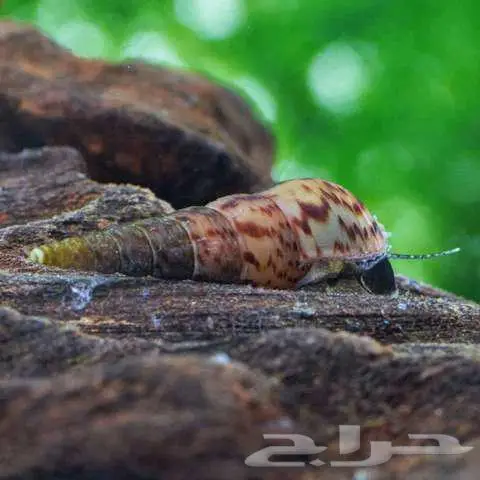 حلزون نادر اشتري ثلاثه واحصل واحد مجانا 1