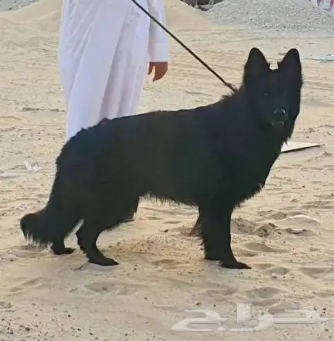 بلاك جيرمن 1
