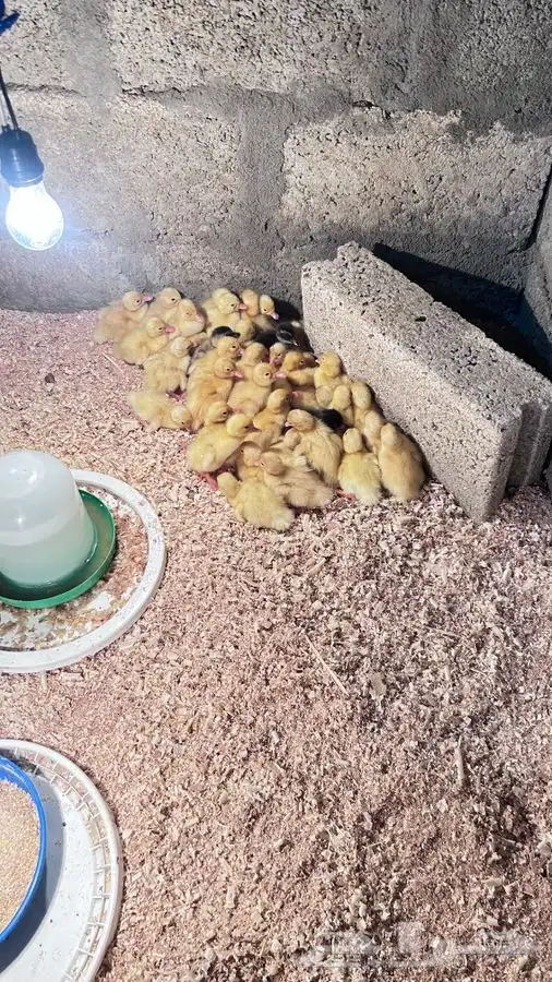 صوص بط بكيني 0
