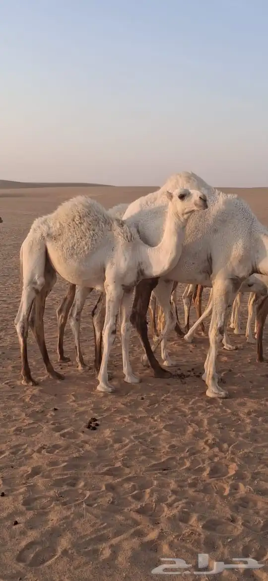 قعود لباني طيب تم البيع 0