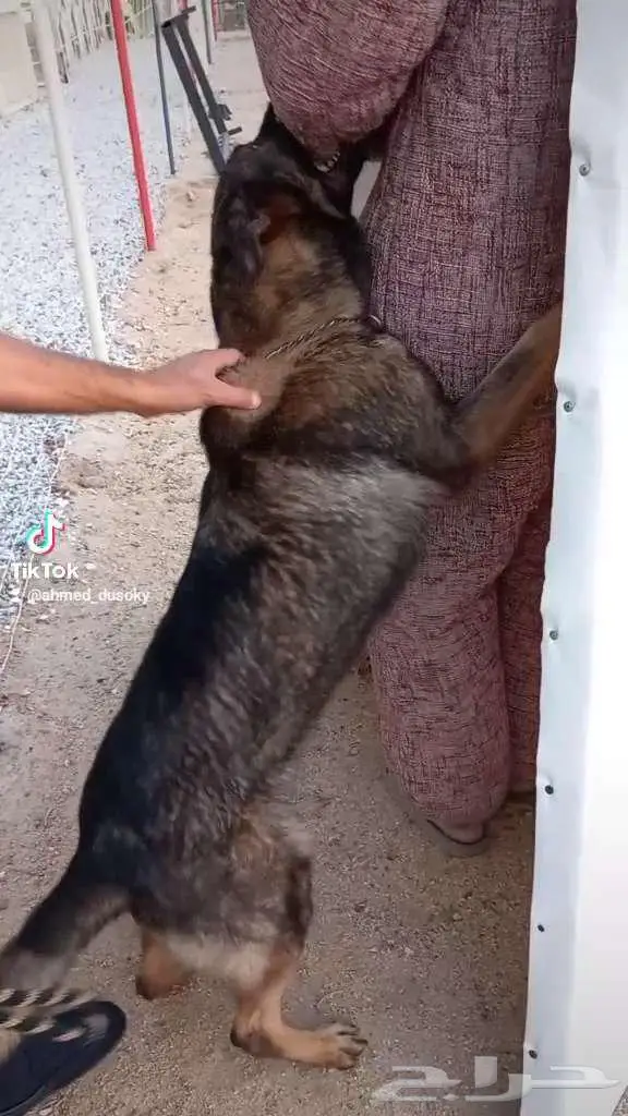 عروض علي التدريب 2
