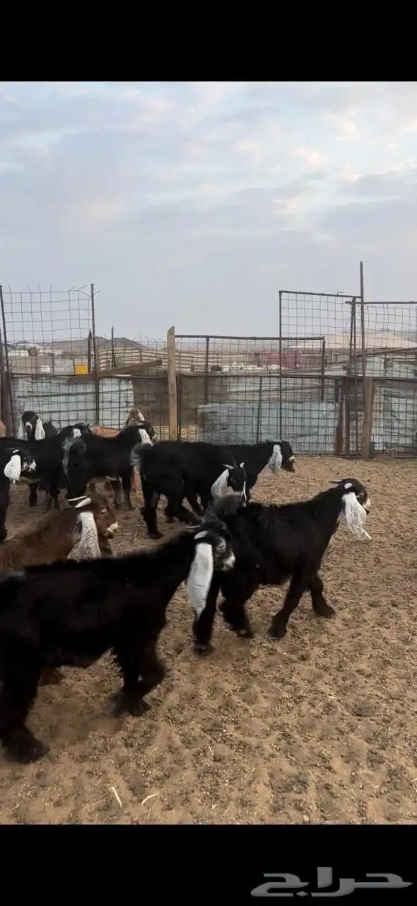 تيوس مراح طيبة للبيع 0