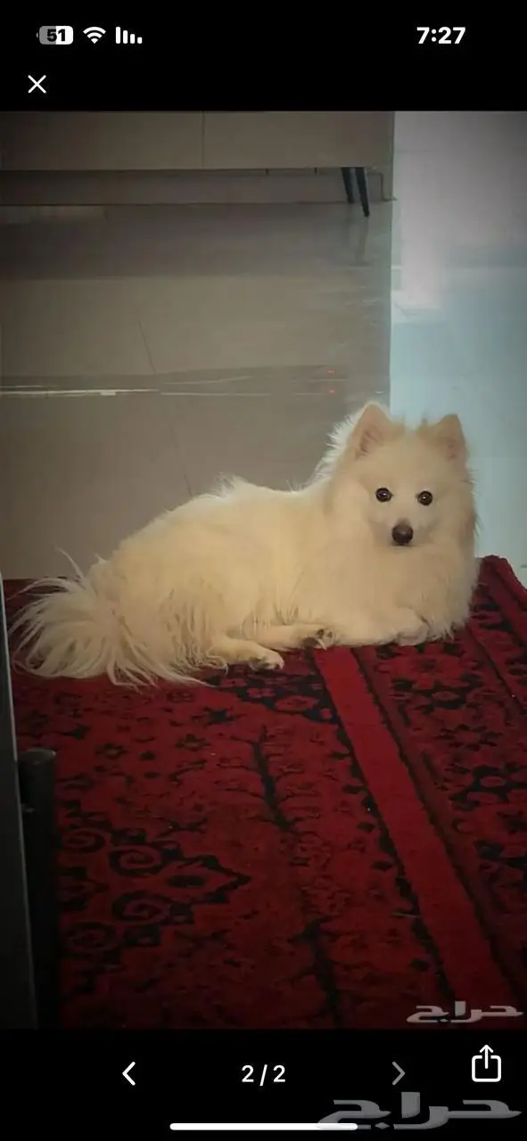 سبيتز ياباني 0