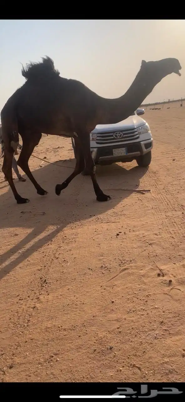 قعود مجهم سنه داخل جذع ابوه بعير ابن خجيم الشينه 1