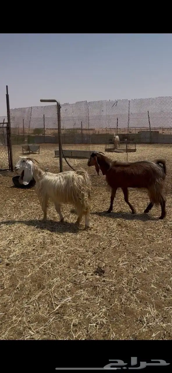 معزاء طيبه تم البيع 1